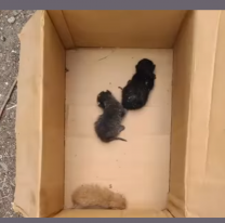 Muri&oacute; la gata que ocasion&oacute; el apag&oacute;n y buscan una madre sustituta para sus tres mininos