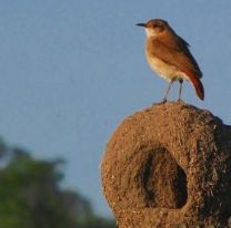 5 de octubre: Día Nacional del Ave