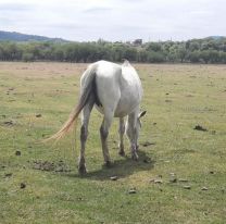 Robaron caballos de la Fundación Equinoterapia “Estribando Esperanzas”