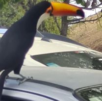 Estaba en Ciudad Judicial, salió a buscar su auto y se dio con la sorpresa