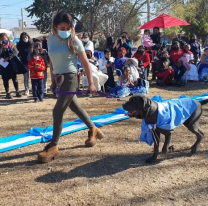 Se viene un desfile de animales en el CIC de Limache