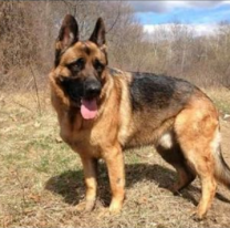 Perdi&oacute; a su perro en la zona del Mercado Artesanal y ofrece $5.000 de recompensa