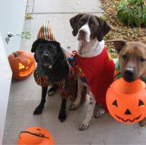 Se viene una jornada de adopciones de perritos con la temática ?Halloween?