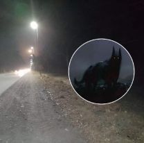 Salte&ntilde;os se organizaron y manifestaron que ir&aacute;n a cazar al “Perro Familiar”