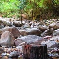 Atentado a la naturaleza: comenzó la destrucción de parte de las Yungas de Salta