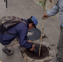 Se plantaron 18 lapachillos en el Corredor de la Fé