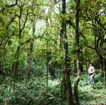 En el día de los Parques Nacionales conocé los de Salta