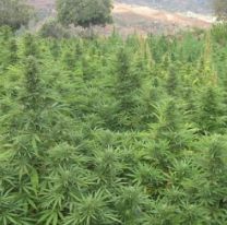 Cultivarán cannabis con fines medicinales en Cafayate