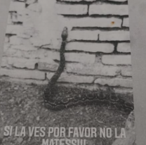 Se escapó una víbora de una veterinaria en zona norte y llevan varios días buscándola