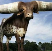 Hoy es el D&iacute;a del Cornudo, &iquest;por qu&eacute; se celebra?