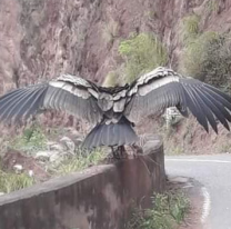 Viajaban rumbo a Salta y se cruzaron con un gran cóndor que se dejó fotografiar