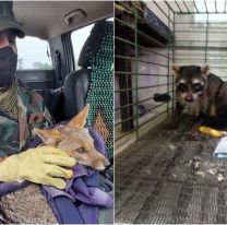 Un zorrito y un mayuato fueron rescatados y devueltos a su hábitat natural