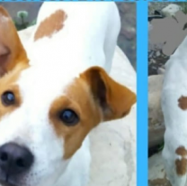 Se perdió el perrito de la Técnica 2: ofrecen dinero, bicicleta y cursos gratis