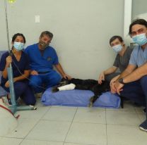 Salvan la vida de un perro en situación de calle con una cirugía de alta complejidad