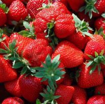 Hoy habrá concurso y degustación de la mejor frutilla de Salta