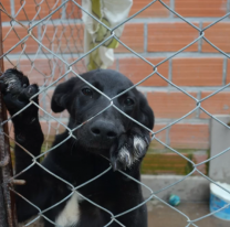 Mañana se hará la última jornada especial de adopciones