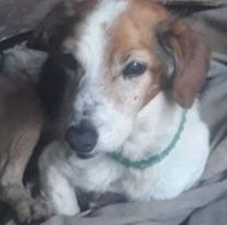 El perro más viejo de Salta se llama Ninja y tiene 23 años