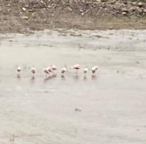 Aparecieron flamencos rosados en el río La Caldera
