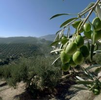 <p>JA02. JAÉN, 21/10/2010.- Una vista de un olivar de Jaén, en donde se ha dado a conocer que el primer aforo del aceite de oliva prevé una producción total en Andalucía de 1.022.000 toneladas de aceite, el 12,5% por ciento menos que la pasada campaña, pe