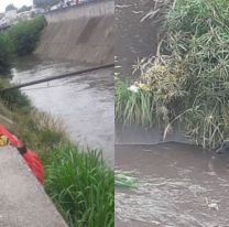 Bomberos salvaron a un perrito que cay&oacute; en el canal de Av. Yrigoyen
