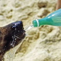 C&oacute;mo prevenir el golpe de calor en perros y gatos