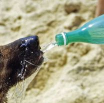 Cómo prevenir el golpe de calor en perros y gatos