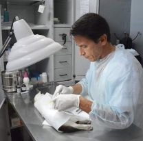 Vuelven las castraciones gratuitas para mascotas en Salta: dónde y cómo sacar turno