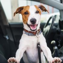 Taxista salteño ofrece el servicio de transporte para mascotas en toda Salta y el país
