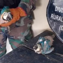 Rescataron a dos ejemplares de papagayos que vendían por internet