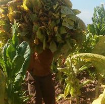 Ofrecen trabajo para la cosecha de tabaco en Rosario de Lerma: ¿dónde llamo?