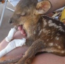 VIDEO | Veterinarios salteños juntan donaciones y viajarán para ayudar a los animales de Corrientes