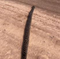 Salte&ntilde;os trabajaban en el campo y se cruzaron con una lampalagua gigante
