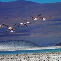 Plan para ayudar a preservar a los flamencos de Salta