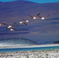 Plan para ayudar a preservar a los flamencos de Salta