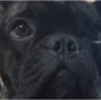 Se perdi&oacute; Bartola, la perra m&aacute;s tierna: ofrecen hasta 20 mil para encontrarlo