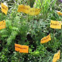 Entregaran semillas y habrá capacitación sobre armado de huertas verticales