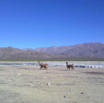 Jasimaná llega al Mercado Artesanal