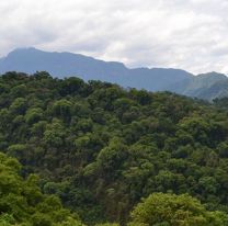 Salta recibir&aacute; casi 5 millones de d&oacute;lares para la conservaci&oacute;n de los bosques nativos