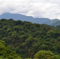 Salta recibirá casi 5 millones de dólares para la conservación de los bosques nativos