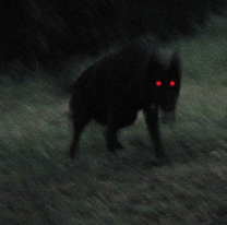 Volvió el Familiar y atacó una finca en Metán: "Se devoró dos ovejas"