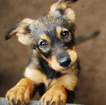 29 de abril: Día del animal en la Argentina