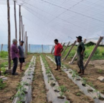 Comenzó la siembra en los dos primeros invernaderos Wichis de Salta