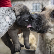 Día del Animal: homenajealo mandando una foto o un video