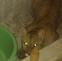 Apareció un puma en la casa de un barrio de Salta