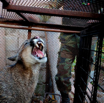 El puma rescatado de una casa salteña permanecerá en observación en la Estación de Fauna