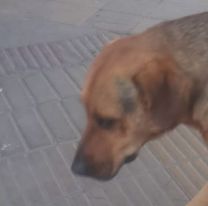 Perrito hizo m&aacute;s de 27 kil&oacute;metros para ver a su mam&aacute;: la historia de Boby