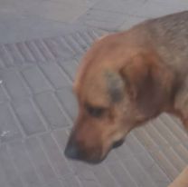 Perrito hizo más de 27 kilómetros para ver a su mamá: la historia de Boby