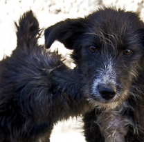 28 de mayo: Día del perro sin raza