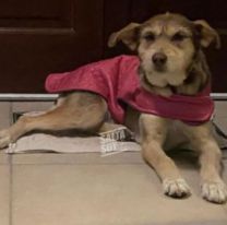 Rubia, la perrita de la estación de Campo Quijano, ya tiene familia