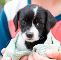 Festival Solidario por los perritos de Salta